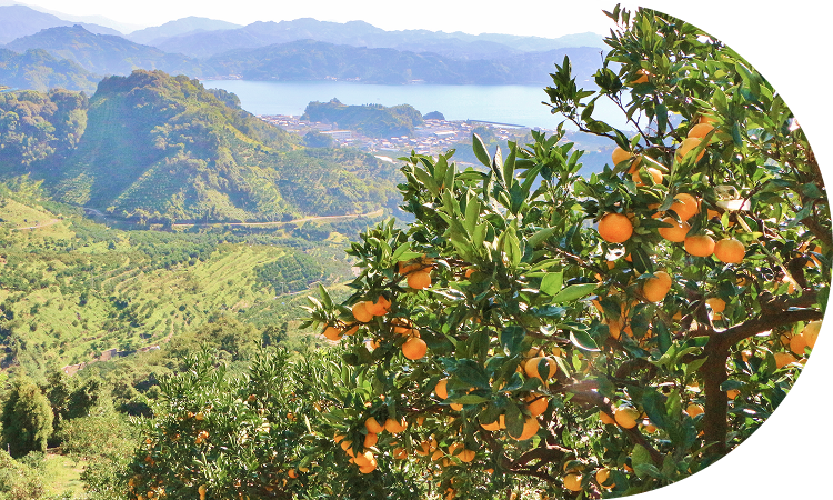 温暖な気候と、リアス式海岸の急斜面