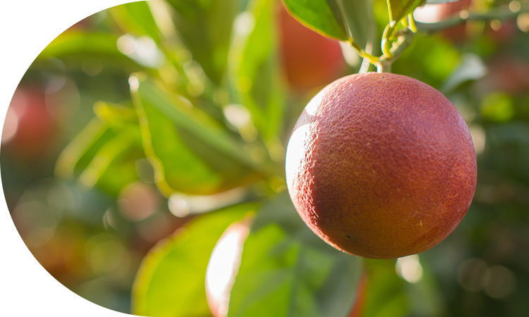 おいしさ育む３つの太陽