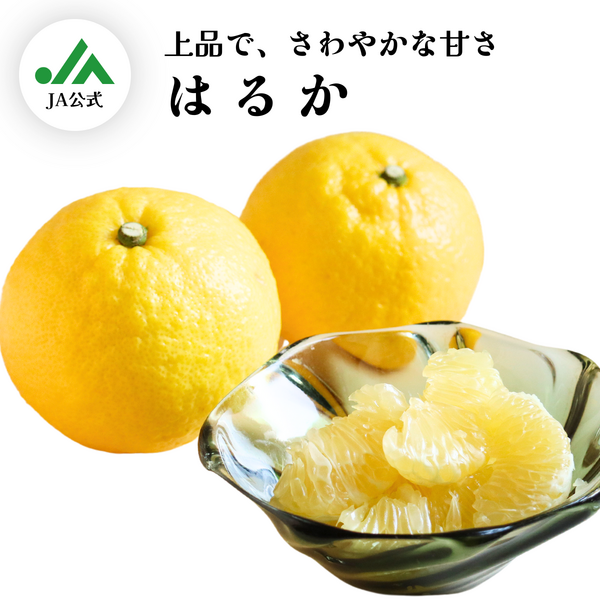 はるか | 冬のみかん | 【宇和島みかん】えひめ柑橘パラダイス｜JA