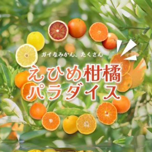 温州みかん（南柑20号など） | 温州みかん | 【宇和島みかん】えひめ