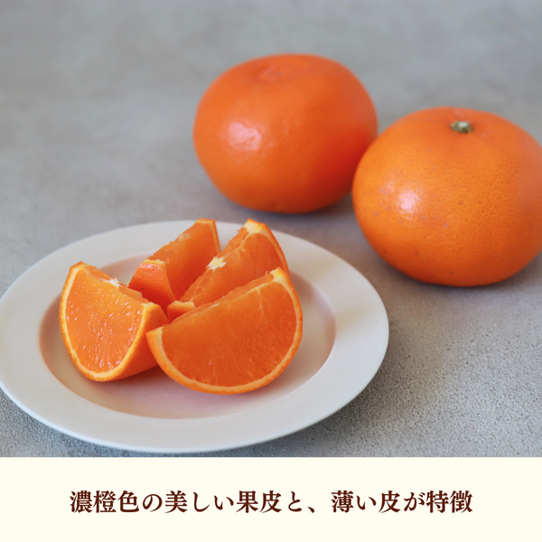 せとか | 冬のみかん | 【宇和島みかん】えひめ柑橘パラダイス｜JA