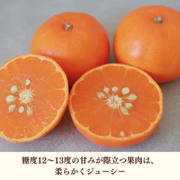 せとか | 冬のみかん | 【宇和島みかん】えひめ柑橘パラダイス｜JA