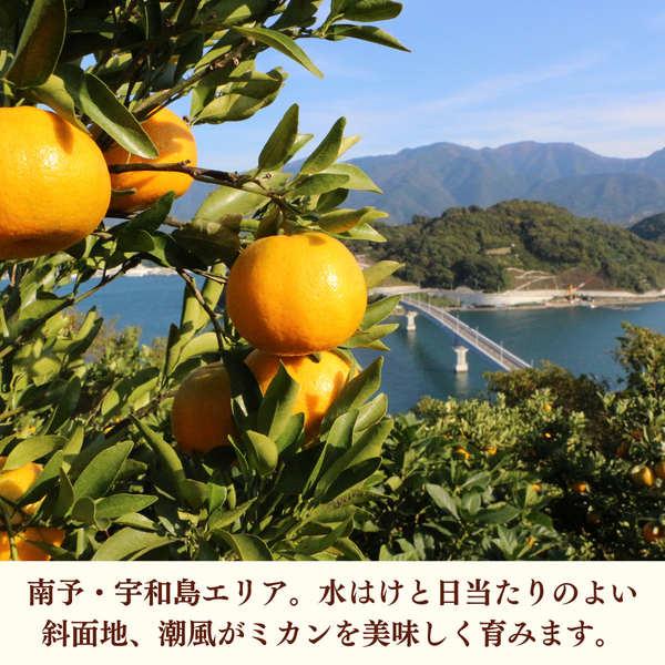 せとか | 冬のみかん | 【宇和島みかん】えひめ柑橘パラダイス｜JA