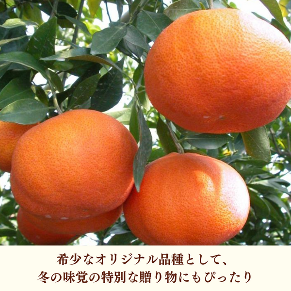 甘平（かんぺい） | 冬のみかん | 【宇和島みかん】えひめ柑橘