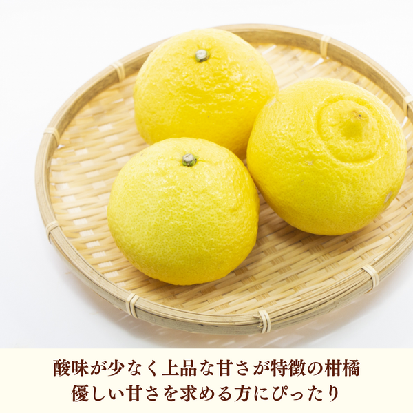 めるちゃんはるか10kg、パール柑5kg はるか | 冬のみかん | 【宇和島みかん】えひめ柑橘パラダイス｜JA
