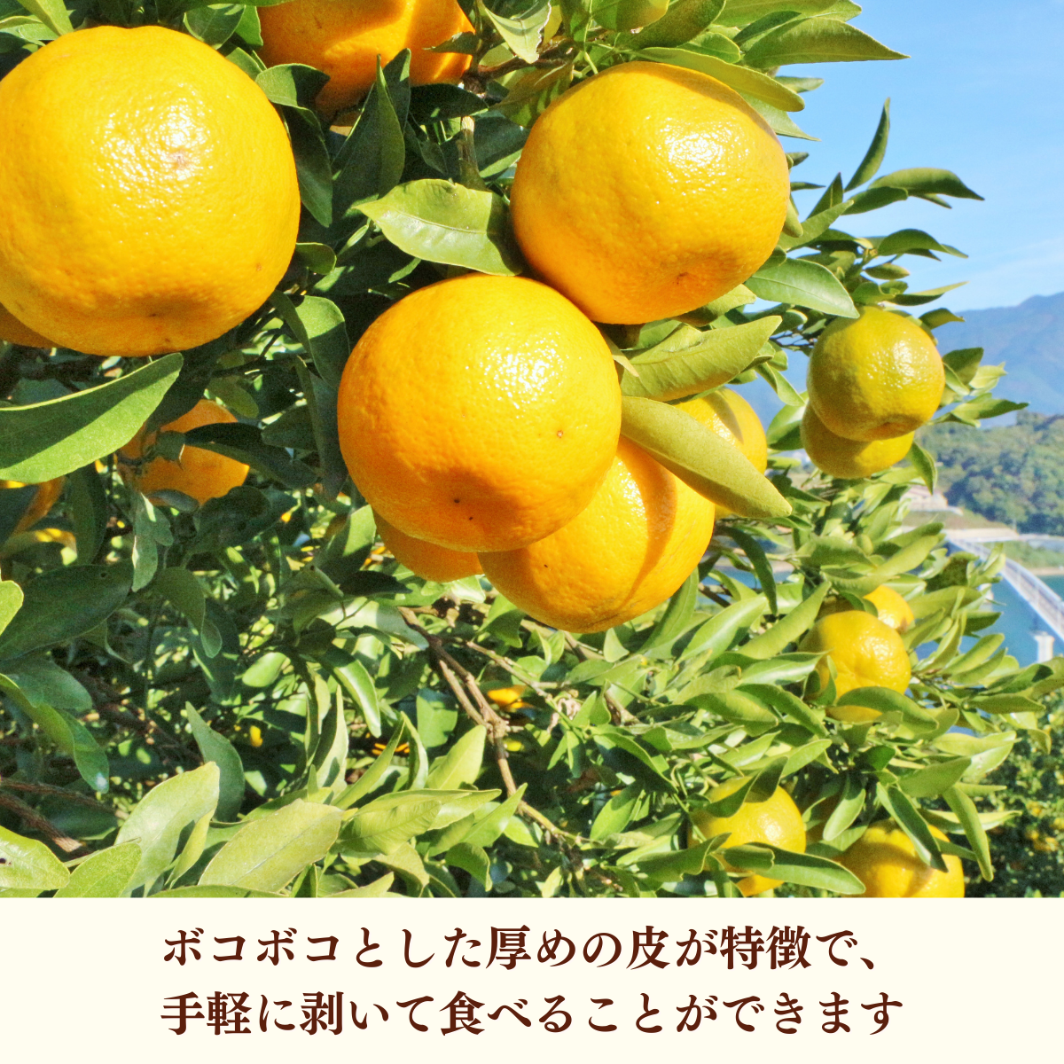 ポンカン | 冬のみかん | 【宇和島みかん】えひめ柑橘パラダイス｜JA