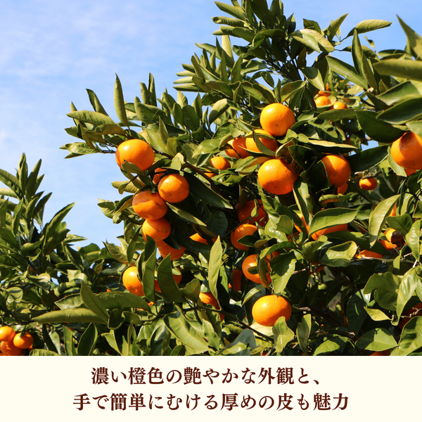 ポンカン | 冬のみかん | 【宇和島みかん】えひめ柑橘パラダイス｜JA