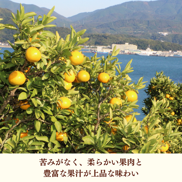 宇和ゴールド（河内晩柑） | 春のみかん | 【宇和島みかん】えひめ柑橘